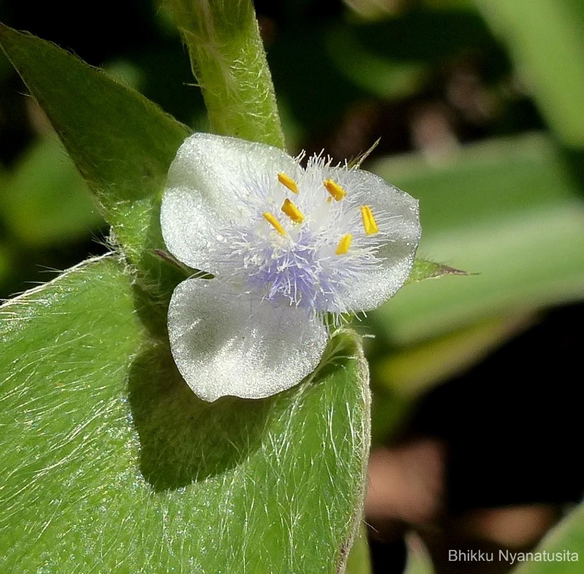 Cyanotis villosa (Spreng.) Schult. & Schult.f.